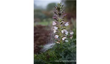 Gartenbaumschule Becker