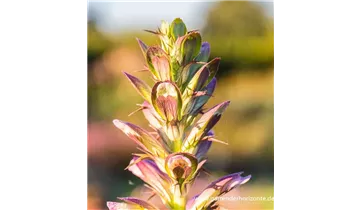 Gartenbaumschule Becker