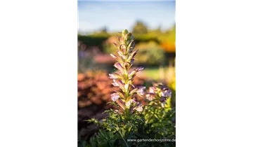 Gartenbaumschule Becker