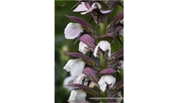 Gartenbaumschule Becker