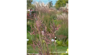 Gartenbaumschule Becker