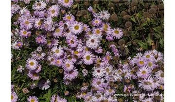 Gartenbaumschule Becker