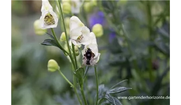 Gartenbaumschule Becker