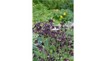 Gartenbaumschule Becker