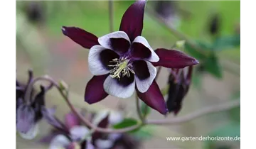 Gartenbaumschule Becker