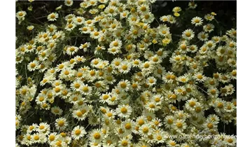 Gartenbaumschule Becker