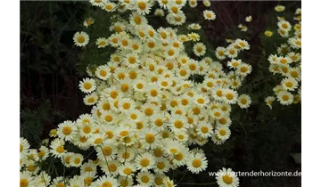Gartenbaumschule Becker
