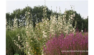 Gartenbaumschule Becker