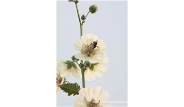 Gartenbaumschule Becker