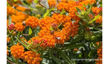 Gartenbaumschule Becker