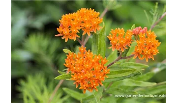 Gartenbaumschule Becker