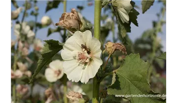 Gartenbaumschule Becker