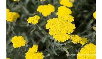 Gartenbaumschule Becker