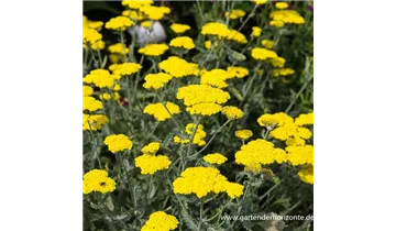 Gartenbaumschule Becker