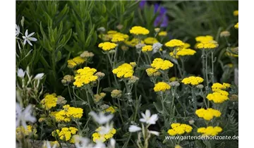 Gartenbaumschule Becker