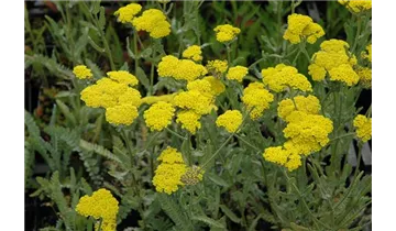 Gartenbaumschule Becker