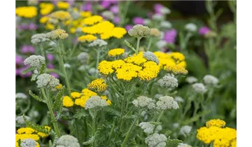 Gartenbaumschule Becker