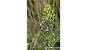 Gartenbaumschule Becker
