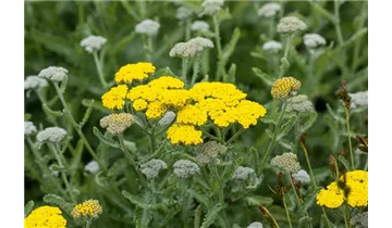 Gartenbaumschule Becker