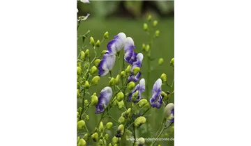 Gartenbaumschule Becker