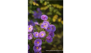 Gartenbaumschule Becker