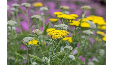 Gartenbaumschule Becker