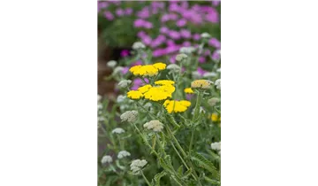 Gartenbaumschule Becker