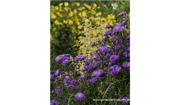 Gartenbaumschule Becker
