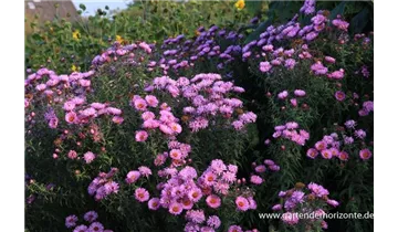 Gartenbaumschule Becker