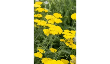 Gartenbaumschule Becker