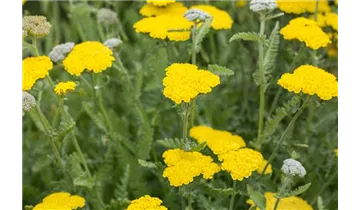 Gartenbaumschule Becker