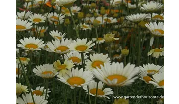 Gartenbaumschule Becker