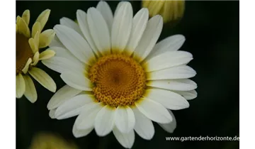 Gartenbaumschule Becker