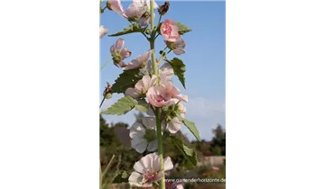 Gartenbaumschule Becker