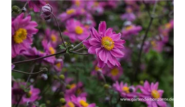 Gartenbaumschule Becker