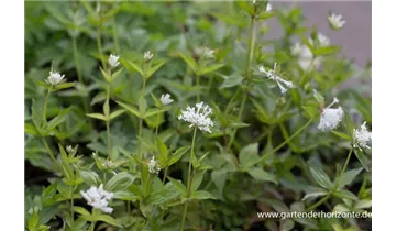 Gartenbaumschule Becker