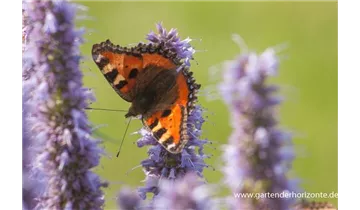 Gartenbaumschule Becker