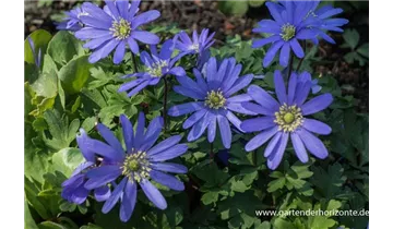 Gartenbaumschule Becker