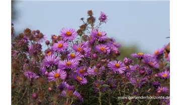 Gartenbaumschule Becker