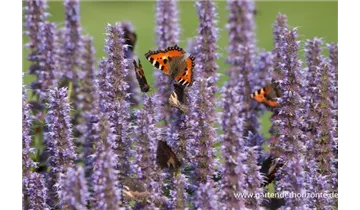 Gartenbaumschule Becker