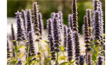 Gartenbaumschule Becker