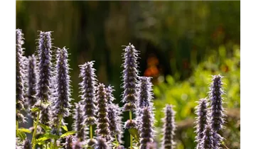 Gartenbaumschule Becker