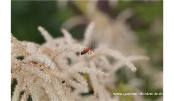 Gartenbaumschule Becker