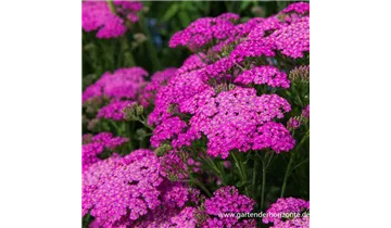 Gartenbaumschule Becker