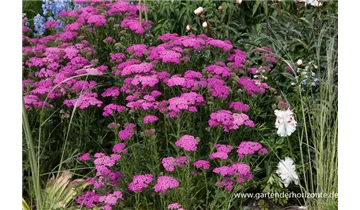 Gartenbaumschule Becker