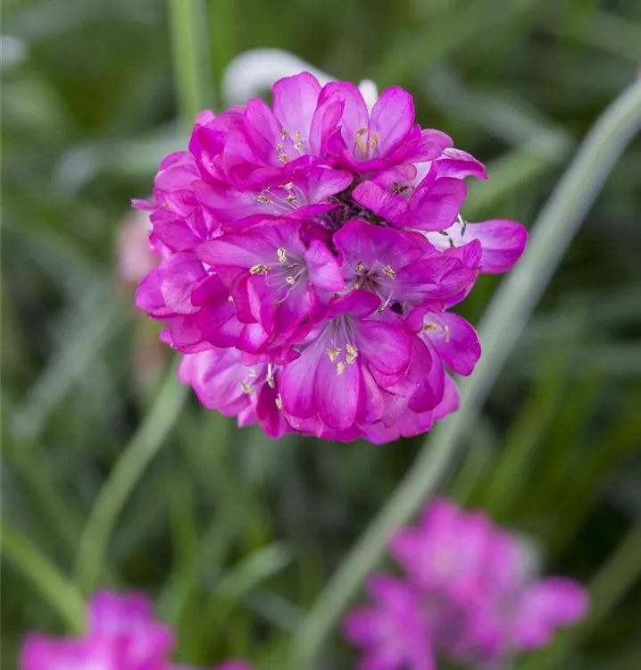Armeria maritima 'Armada Pink' -R-