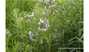 Gartenbaumschule Becker