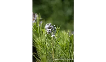 Gartenbaumschule Becker