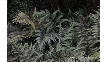 Gartenbaumschule Becker