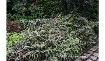 Gartenbaumschule Becker